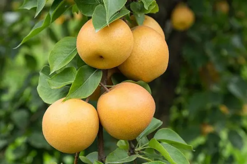 梨树管理技术，如何让你的梨树更健康