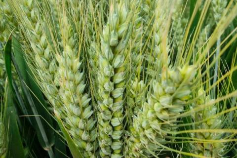西农805小麦种子简介，属半冬性中穗型中熟品种