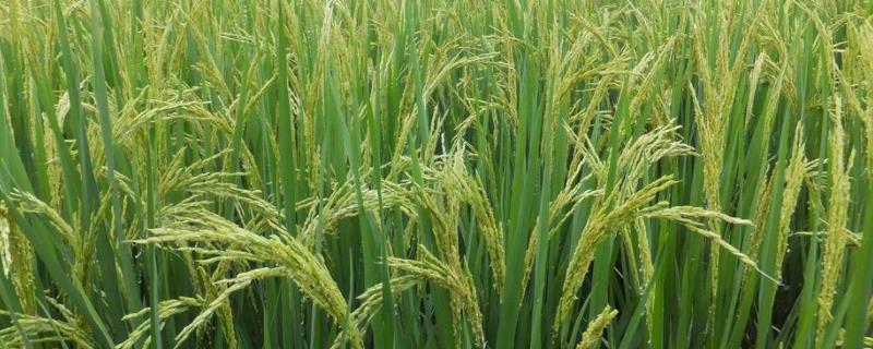 Y两优5825水稻品种的特性，全生育期135.1天