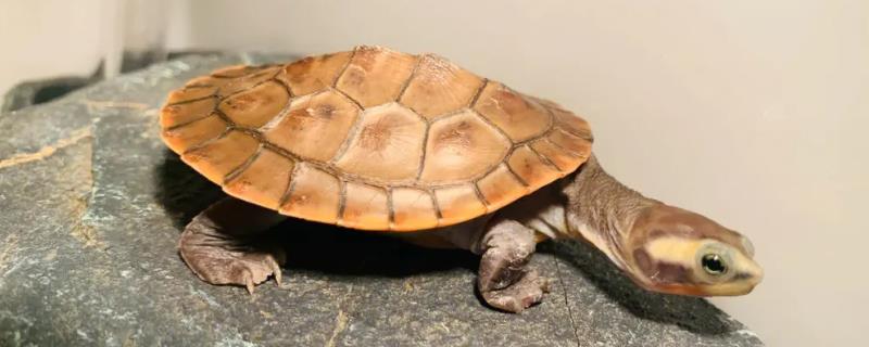 圆澳龟的适宜水深，取决于体型大小