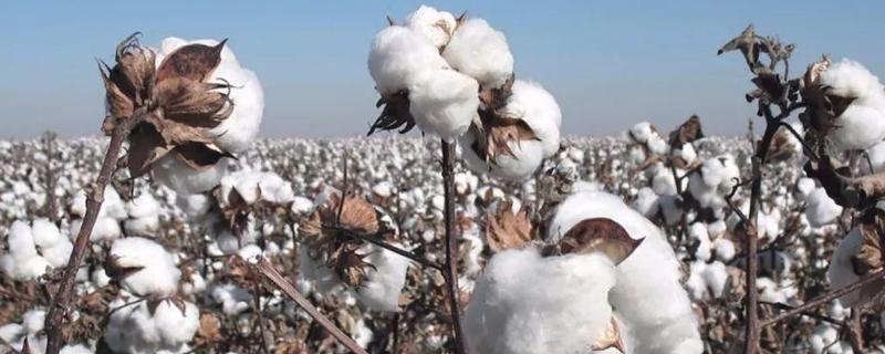 华惠15棉花品种的特性，一般每亩直播密度4000株