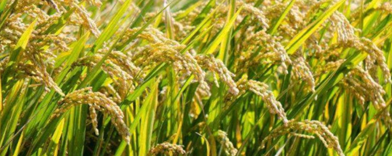巨风2A水稻种子特征特性，一期父本间隔6天播种