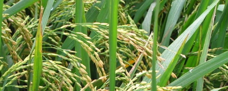 圣优558水稻种子简介，注意防治稻瘟病