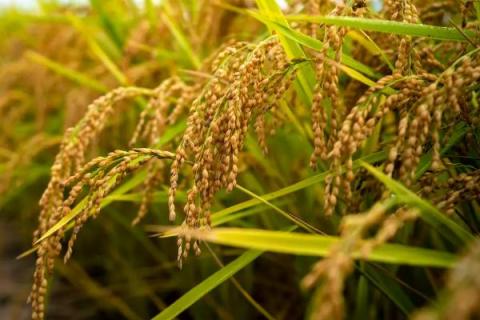 泸优727水稻种子介绍，综合防治病虫害