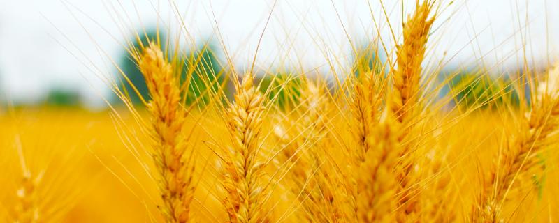凤麦40小麦种子特征特性，全生育期160天