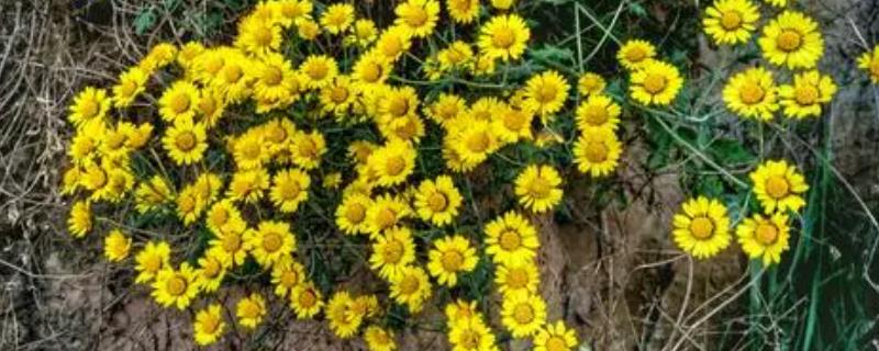 野菊花有什么特点，花瓣数量较多且颜色为嫩黄色