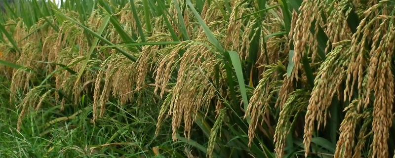 深优9521水稻种子简介，鄂西北4月20日左右播种
