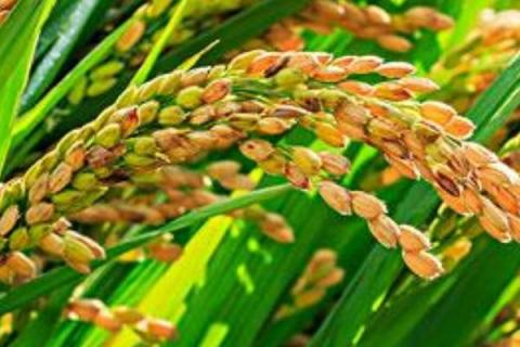 蓉18优1015水稻种子特征特性，综合防治病虫害