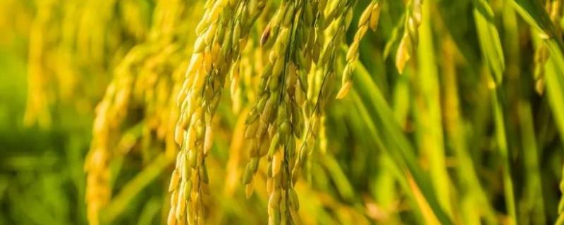 宜香优2905水稻品种的特性，综合防治病虫害