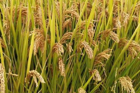 隆科16号水稻种子介绍，全生育期174.4天