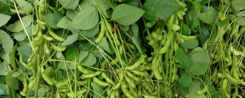 桂春豆106大豆种子特点，在此密度范围内