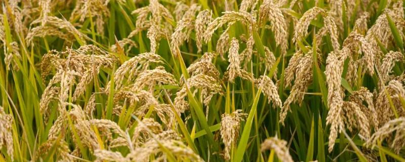 五优868水稻种子简介，该品种株型适中