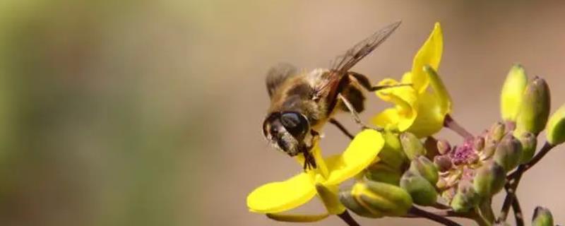 蜜蜂春繁以强补弱的方法，为弱群补充工蜂、从强群中抽调子脾补充到弱群中