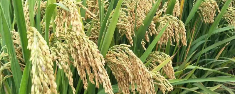 吉优航1573水稻品种简介，大田用种量每亩1.5公斤