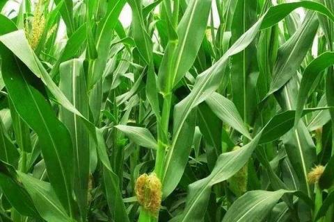 青青玉800（区试名称：合育玉012）玉米品种的特性，提高抗逆能力