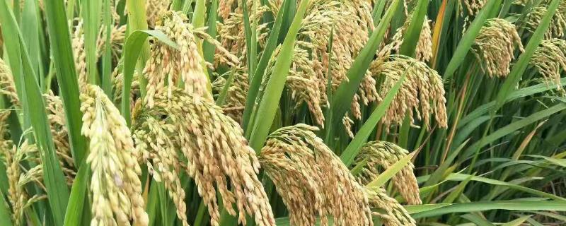川谷优908水稻品种的特性，注意防治稻瘟病