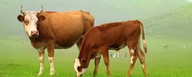 育肥牛的饲养管理，如何提高育肥率