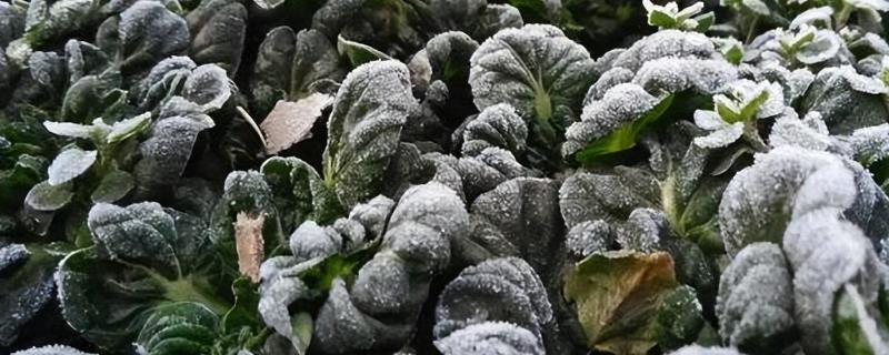 蔬菜受冻如何追施肥，要及时追施氮肥及磷钾肥