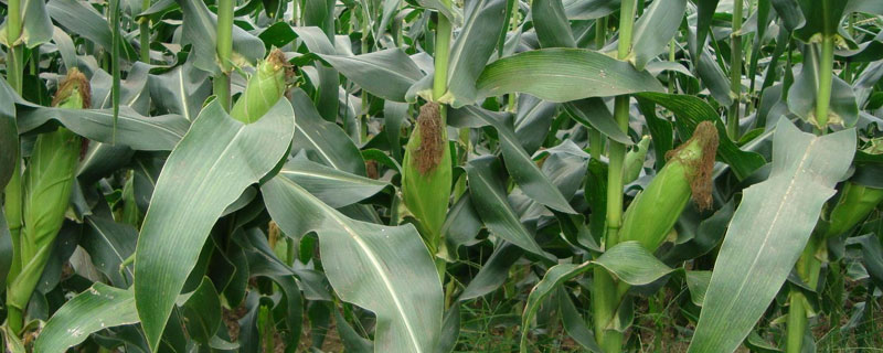 怀玉23玉米种子特点，注意防治玉米螟