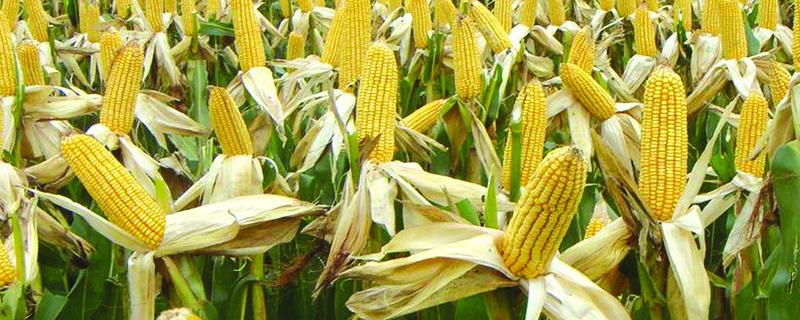 兴民3388玉米种子特点，亩适宜密度4000株左右