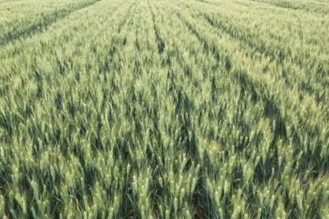 德麦8号小麦种子特点，生育期168天