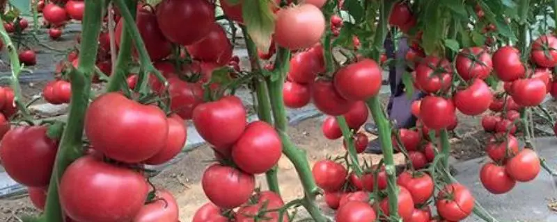 西红柿的成本，利润点是哪些