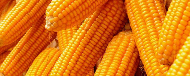 绿糯199玉米品种的特性，亩植密度3200株左右