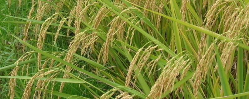 毕粳优210（区试名称：ZDA/NR210）水稻品种的特性，注意稻瘟病和其它病虫害防治