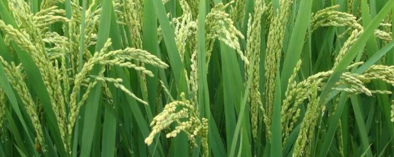 软华优535水稻品种的特性，该品种属感温籼型三系杂交水稻