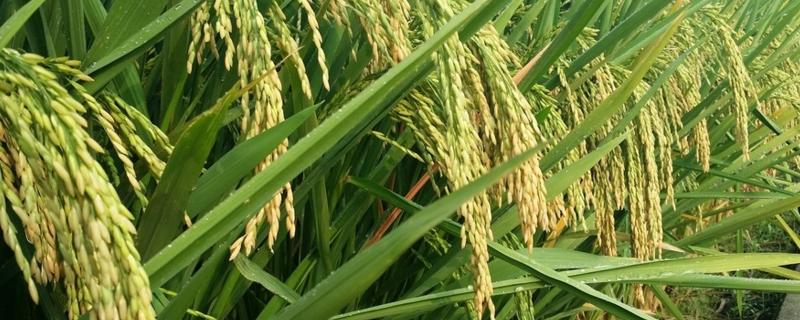 全1S水稻种子简介，4月下旬播种