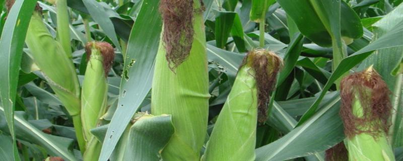 青青玉800（区试名称：合育玉012）玉米品种的特性，提高抗逆能力