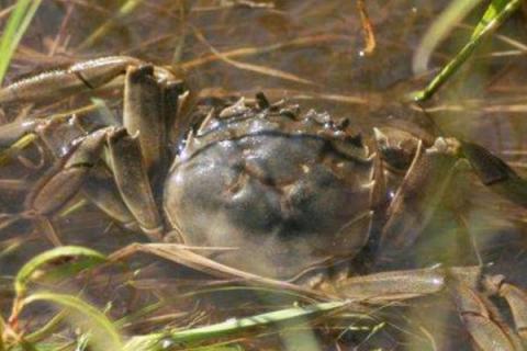 野生河蟹与养殖河蟹的区别，外形、口感、野性等方面均不同