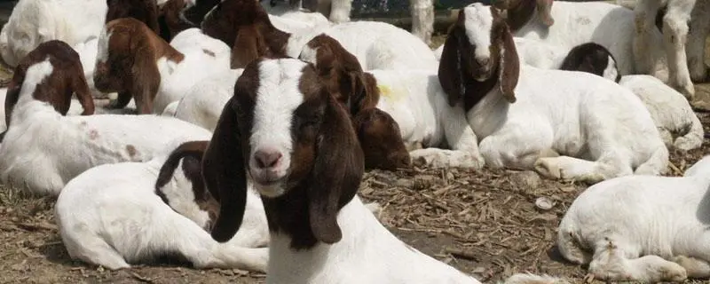 波尔山羊养殖技术，饲养管理全解析
