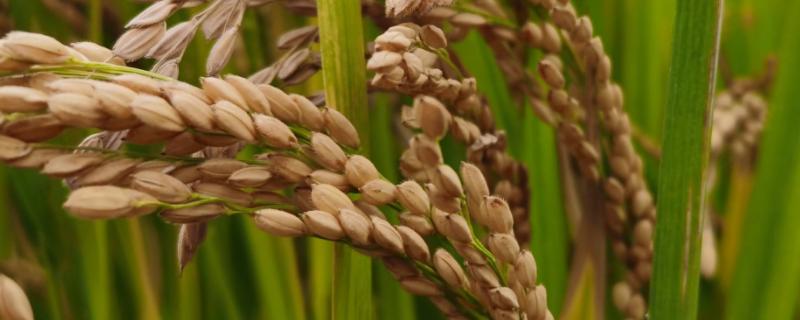 乘优668水稻种子特征特性，全生育期121.5天