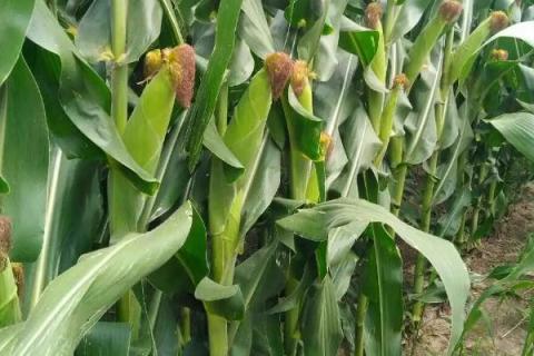 怀玉23玉米种子特点，注意防治玉米螟