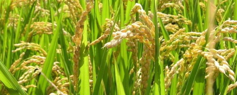 甬优4949水稻种子特征特性，属中熟籼粳杂交中稻品种