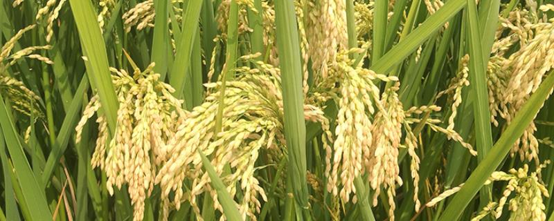桂育8号水稻品种的特性，秧田亩播种量15公斤左右