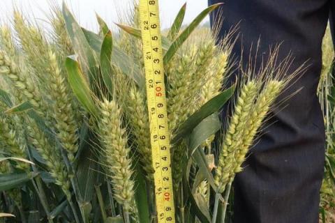 安麦8号（区试名称：安2011-2）小麦品种简介，全生育期192天