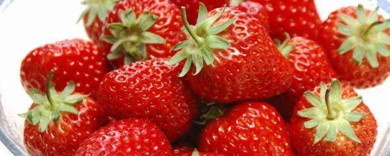 种植草莓投资多少钱，可以选哪些品种