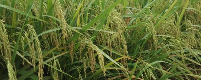 五优028水稻种子介绍，该品种株型适中