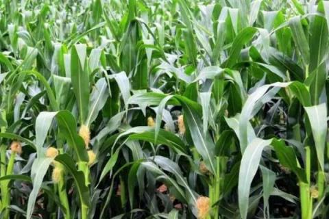 筑甜糯1号（区试名称：筑甜糯1328）玉米种子特点，亩种植密度3500株左右
