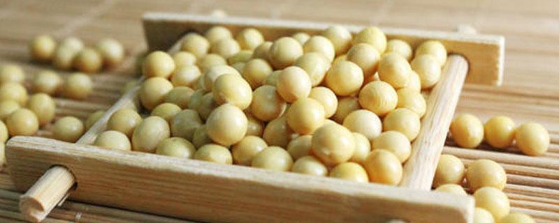 桂夏6号大豆品种简介，亩密度1.3～1.5万株为宜