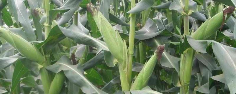 临奥2号玉米品种的特性，四川省春播全生育期125天