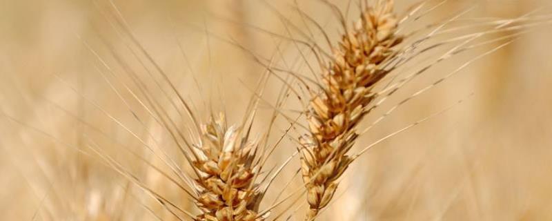 莆麦312小麦种子特点，亩播种量10～11公斤