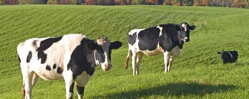 奶牛的饲养，注意事项