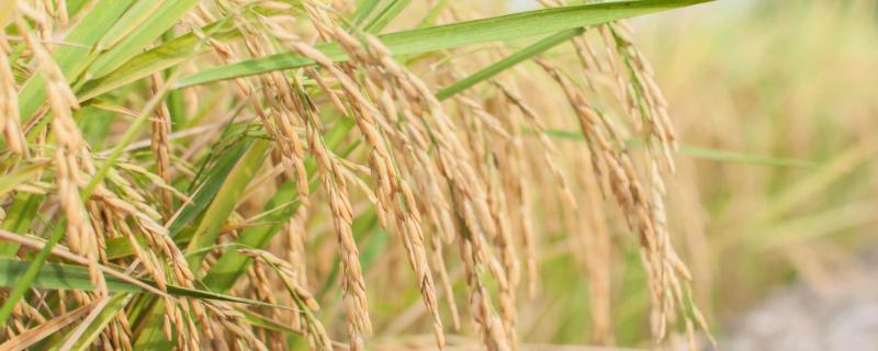 亚航金占水稻种子特征特性，及早播种