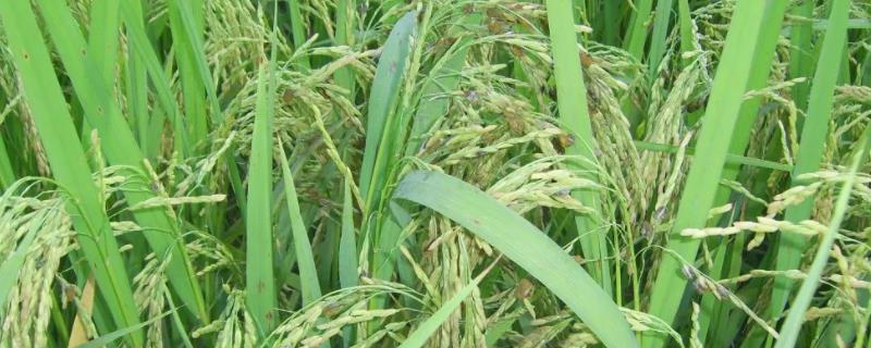 全优2689水稻种子介绍，插植密度17厘米×20厘米