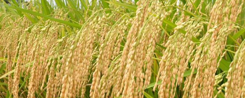 盛泰优722水稻种子特点，6月22～25日播种