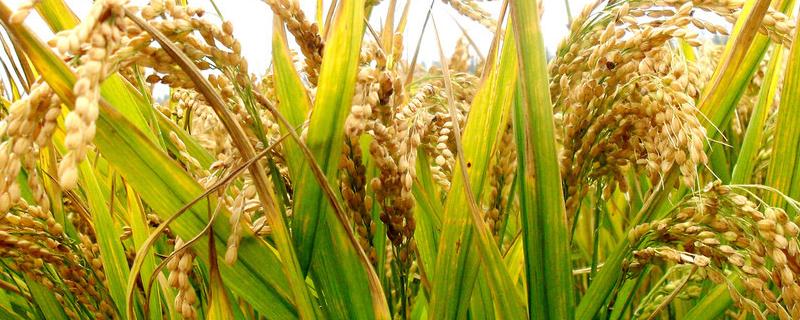 丽75S水稻种子特点，在海口地区早季2月10日播种