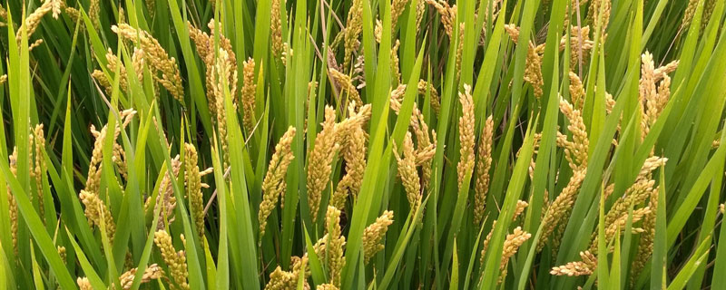 中嘉早17水稻种子简介，属中熟偏迟籼型早稻品种